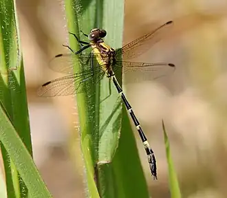 Austrogomphus divaricatus
