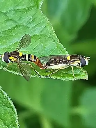 Sphaerophoria sulphuripes