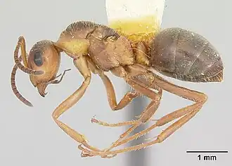 Formica dirksi