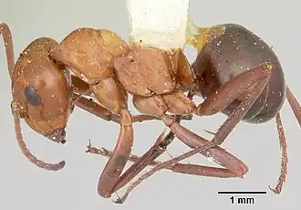 Formica fossaceps