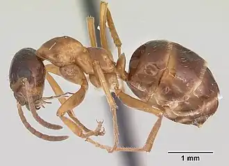 Formica limata