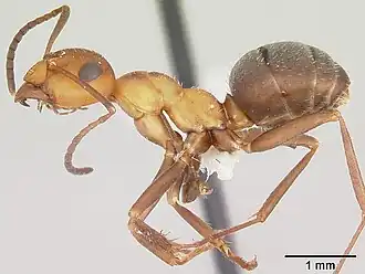 Formica microgyna