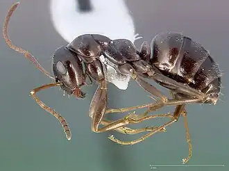 Formica microphthalma