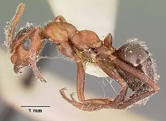 Formica obtusopilosa