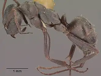 Formica occulta