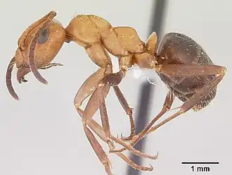 Formica opaciventris