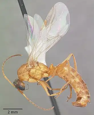 Formica pallidefulva