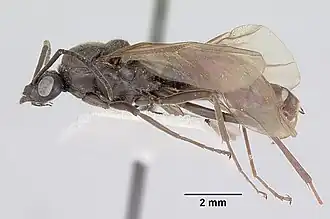 Formica prociliata