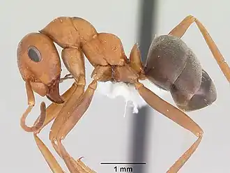 Formica querquetulana