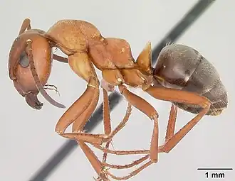 Formica rubicunda