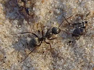 Formica selysi
