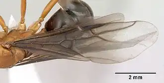 Formica wheeleri (Creighton)