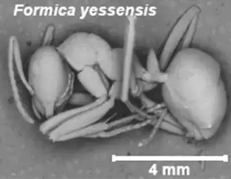 Formica yessensis