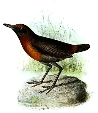 Roodborstmierlijster