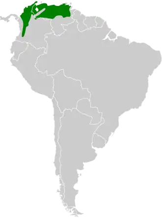 Noordelijke witbandmiersluiper