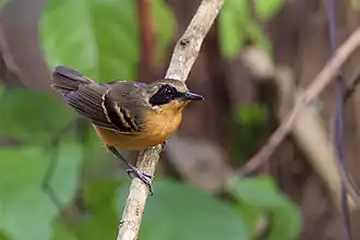 Zwartmaskermierkruiper