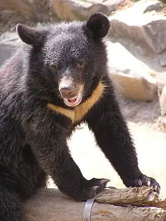 Ursus thibetanus formosanus