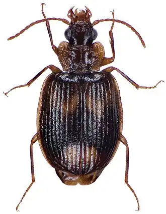Pseudomenarus flavomaculatus