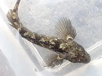 Forsterygion gymnotum