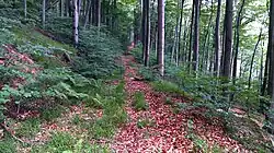 Een bospad door de Heinsener Klippen