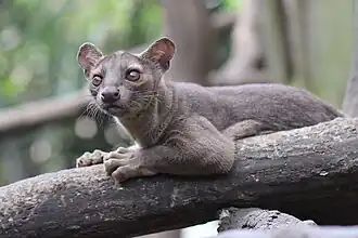 Fossa