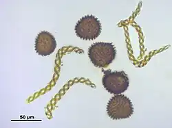 Fossombronia wondraczekii (levermos) sporen en elateren