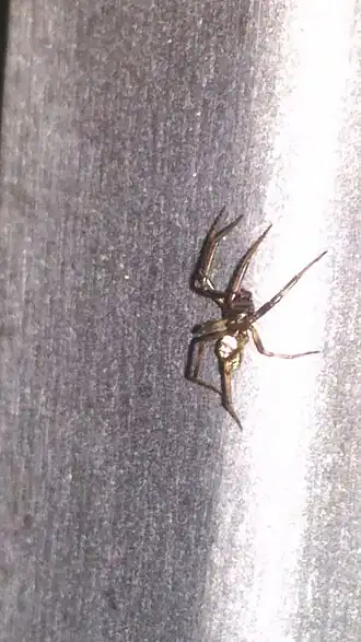 Gevlekte steatoda
