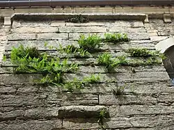 Open vorm van de muurvaren-associatie met veel eikvarens