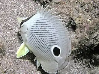 Vierogige koraalvlinder