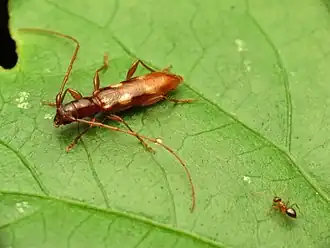 Heterachthes quadrimaculatus