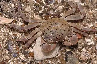 Paragrapsus quadridentatus