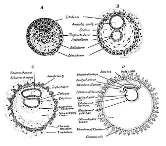 Menselijke embryo's, vier stadia