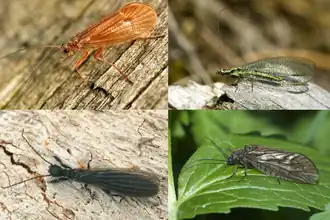 afgebeeld zijn verwante insecten die niet tot de steenvliegen behoren. In leesrichting; een schietmot, een gaasvlieg, een webspinner, en een elzenvlieg.