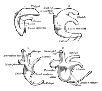 Vier stadia die de differentiatie van de cloaca in het rectum, de urinebuis en de blaas bij een menselijk embryo laten zien. A: 3,5 mm.; B: ongeveer 4 mm. C: 5 mm.; D: 7 mm (ongeveer 29-35 dagen oud vanaf de bevruchting). Mesonephric duct= Gang van Wolff