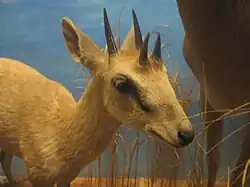 Vierhoornantilope
