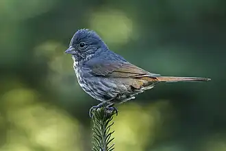 Leigrijze roodstaartgors