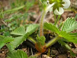 Behaarde bloeistengel