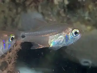 Zoramia viridiventer