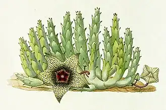 Orbea verrucosa