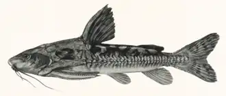 Franciscodoras marmoratus