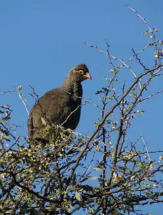 Roodsnavelfrankolijn