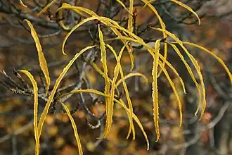 cultivar 'Asplenifolia' in de herfst