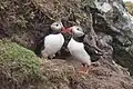 Twee papegaaiduikers op Skomer.