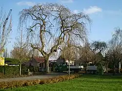 Kale treures (eind november)