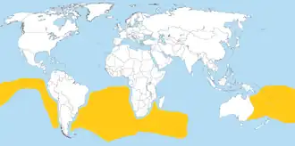 Witbuikstormvogeltje