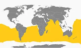 Zwartbuikstormvogeltje