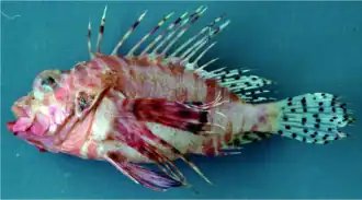 Pterois brevipectoralis