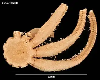 Freyella fragilissima