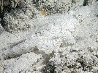 Sunagocia otaitensis