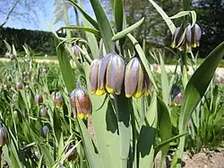 Fritillaria uva-vulpis